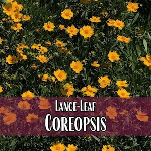 4,500 Coreopsis (Lance-Leaf) Seeds | Perennial Wildflower Garden Seed, Native Flower Gardening, Coreopsis lanceolata, Tickseed