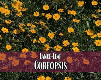 4 500 graines de Coréopsis | Graine de jardin de fleurs sauvages vivaces, Jardinage de fleurs indigènes, Coreopsis lanceolata, Graine de tique