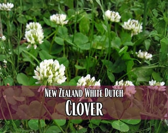56,500 Clover Seeds (White Dutch, New Zealand) | Wildflower Gardening Pollinator Plant Seed Packets for Bees & Butterflies, Trifolium repens