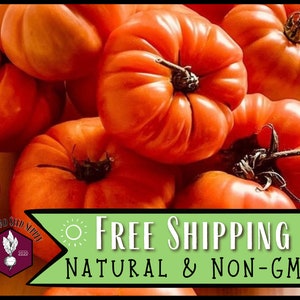 3,700 Beefsteak Tomato Seeds | Heirloom, Non-GMO, Vegetable Gardening Seed Packet, Homesteading, Canning Tomatoes, Solanum lycopersicum