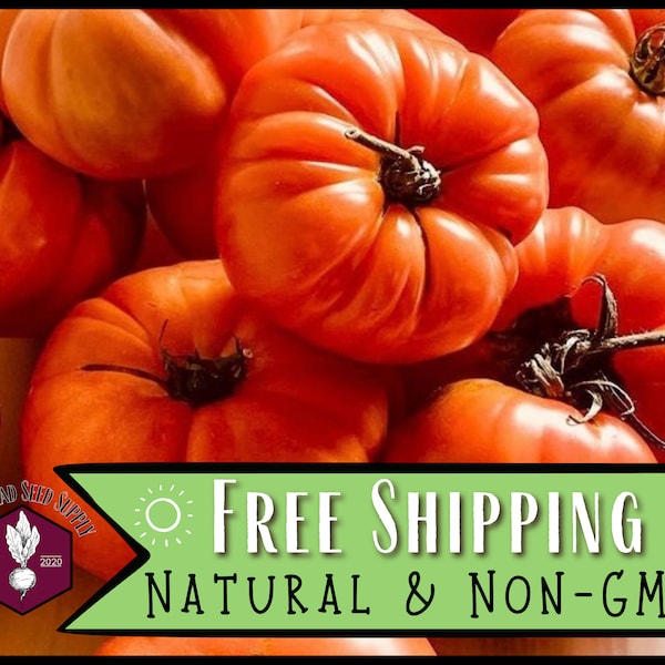 Beefsteak Tomato Etsy