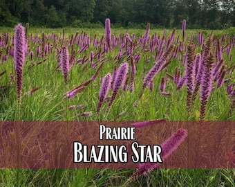 3,700 Blazing Star Prairie Seeds | Non-GMO Native Perennial Wildflower Garden Seeds for Pollinator Bees & Butterflies, Liatris pycnostachya