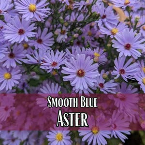 11,250 Smooth Blue Aster Seeds | Native Wildflower Gardening Plant Seed for Flower Gardens & Pollinator Butterflies, Symphyotrichum laeve