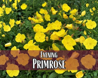 29,700 Evening Primrose Seeds | Wildflower Gardening Seed Packet for Pollinators, Bees, Butterflies, Flower Gardens, Oenothera biennis