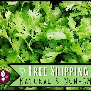 1,900 Cilantro Seeds (Slow Bolt) | Non-GMO, Culinary Herb Garden Seed Packet for Homestead Container Gardening, Coriandrum sativum