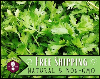 1,900 Cilantro Seeds (Slow Bolt) | Non-GMO, Culinary Herb Garden Seed Packet for Homestead Container Gardening, Coriandrum sativum