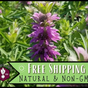 29,300 Lemon Bee Balm Seeds | Herb Seed for Pollinator Butterflies & Bees, Wildflower Gardening, Flower Seed, Monarda citriodora, Lemon Mint