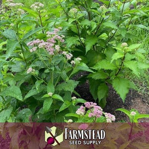 6,600 Spotted Joe Pye Weed Seeds | Native Wildflower Seed for Perennial Flower Gardens, Pollinator Butterflies & Bees, Eutrochium maculatum image 5