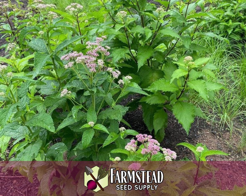 6,600 Spotted Joe Pye Weed Seeds | Native Wildflower Seed for Perennial Flower Gardens, Pollinator Butterflies & Bees, Eutrochium maculatum image 5