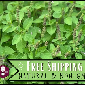 21,000 Holy Basil Seeds (Green Leaf) | Heirloom, Non-GMO, Rare Herb Seed Packet, Container Gardening, Culinary Herb Garden, Ocimum basilicum