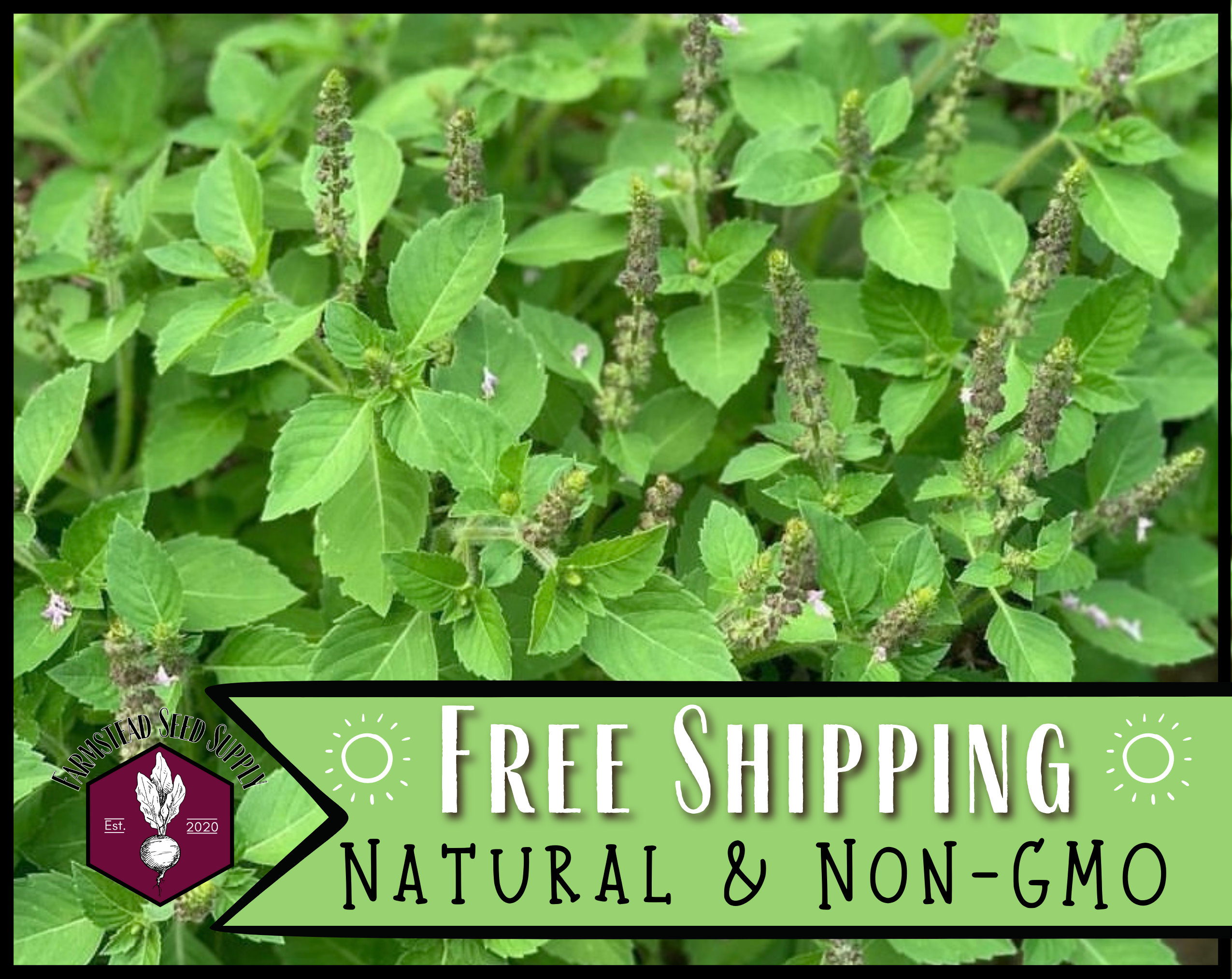 21,000 Holy Basil Seeds (Green Leaf) | Heirloom, Non-GMO, Rare Herb Seed Packet, Container Gardening, Culinary Herb Garden, Ocimum basilicum
