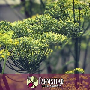 4,000 Cumin Herb Seeds | Non-GMO Herb Seed Packet, Container Herb Gardening, Indian Herbs for Planting, Cuminum cyminum zdjęcie 3