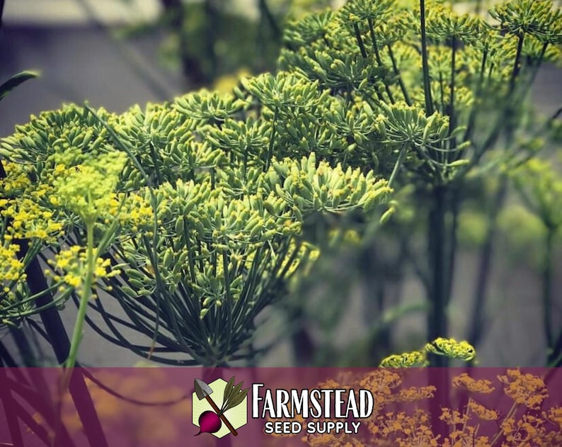 4,000 Cumin Herb Seeds | Non-GMO Herb Seed Packet, Container Herb Gardening, Indian Herbs for Planting, Cuminum cyminum zdjęcie 3