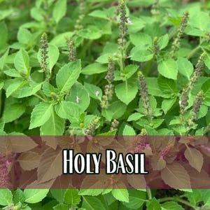 21,000 Holy Basil Seeds (Green Leaf) | Heirloom, Non-GMO, Rare Herb Seed Packet, Container Gardening, Culinary Herb Garden, Ocimum basilicum