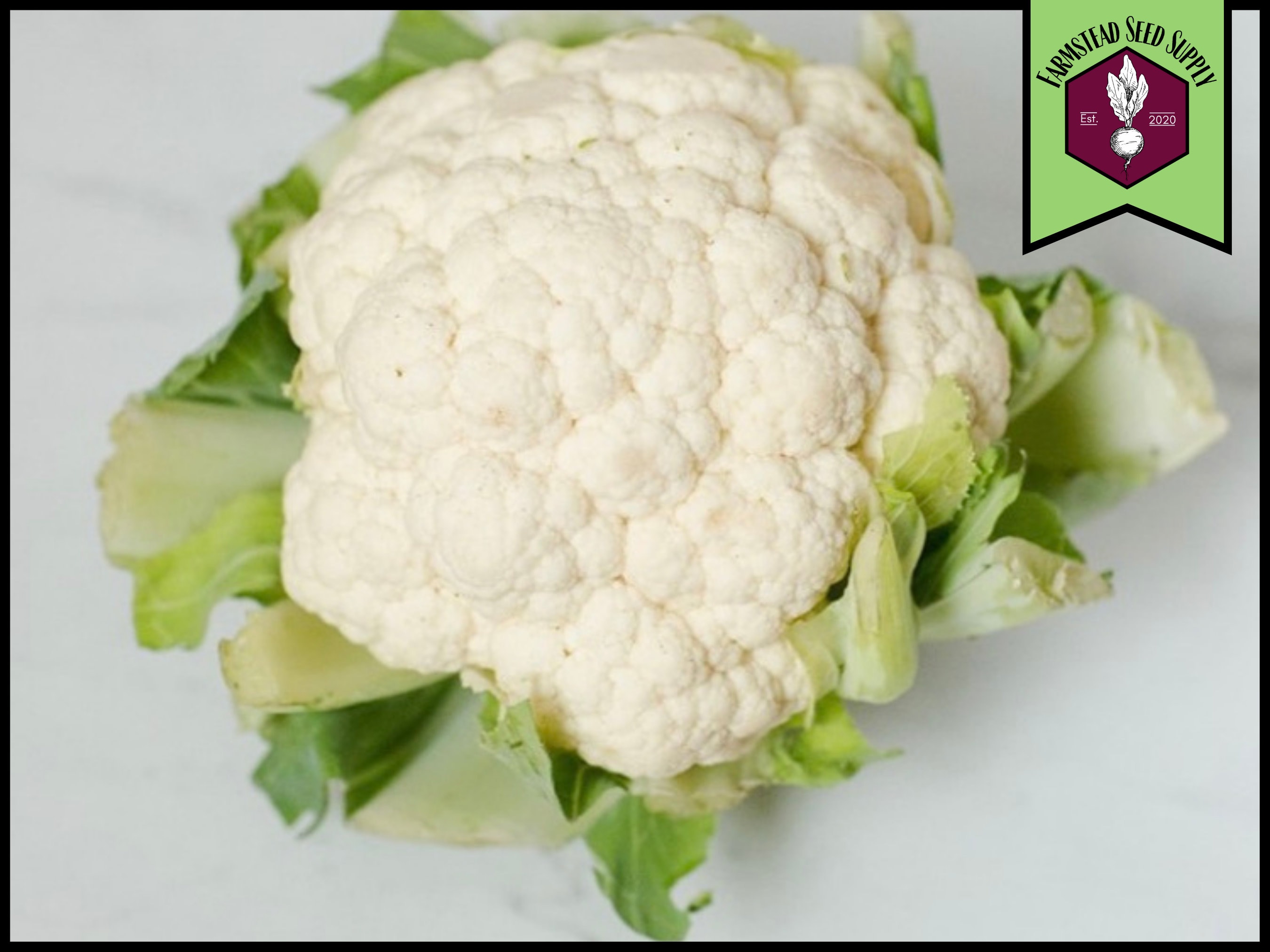 Cauliflower Snowball Seeds • ORGANIC • NON-GMO • HEIRLOOM • MICROGREENS 1000 