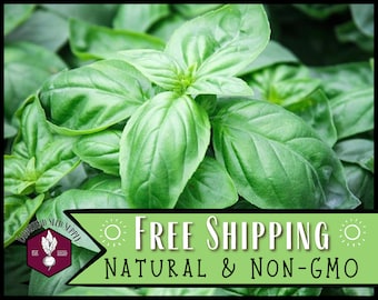 13,000 Basil Seeds (Genovese) | Heirloom, Non-GMO, Herb Seed Packet, Container Gardening, Culinary Herb Garden, Ocimum basilicum
