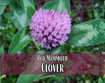 22,500 Red Mammoth Clover Seeds | Wildflower Gardening Pollinator Plant Seed Packet for Bees & Butterflies, Cover Crops, Trifolium pratense