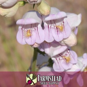 17,800 Palmer's Penstemon Seeds | Native Flower Gardening Seed for Pollinator Butterflies & Bees, Wildflower Seed Packet, Penstemon palmeri image 4