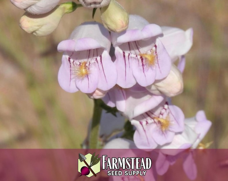 17,800 Palmer's Penstemon Seeds | Native Flower Gardening Seed for Pollinator Butterflies & Bees, Wildflower Seed Packet, Penstemon palmeri image 4