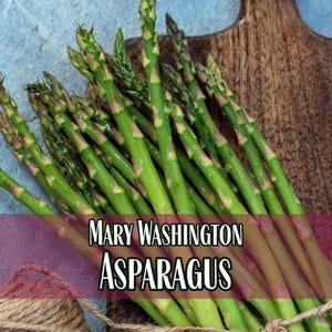 1,575 Asparagus Seeds (Mary Washington) | Heirloom, Non-GMO, Vegetable Gardening, Perennial Seed Packets, Asparagus officinalis