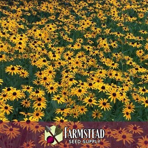 50,000 Black Eyed Susan Seeds | Native Wildflower Gardening Plant Seed for Flower Gardens, Pollinator Bees & Butterflies, Rudbeckia hirta image 4