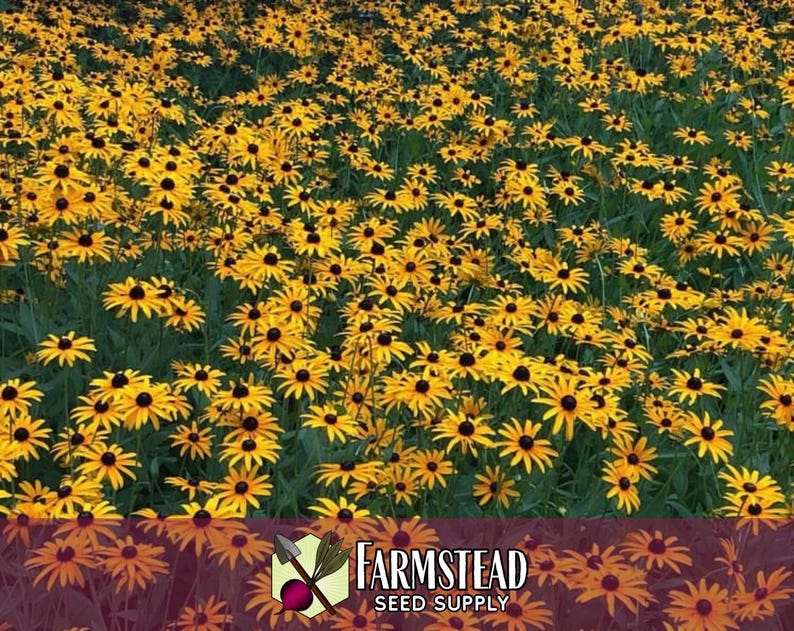 50,000 Black Eyed Susan Seeds | Native Wildflower Gardening Plant Seed for Flower Gardens, Pollinator Bees & Butterflies, Rudbeckia hirta image 4