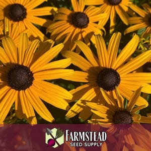 50,000 Black Eyed Susan Seeds | Native Wildflower Gardening Plant Seed for Flower Gardens, Pollinator Bees & Butterflies, Rudbeckia hirta image 2