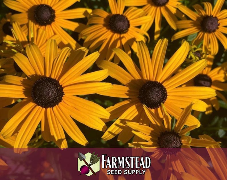 50,000 Black Eyed Susan Seeds | Native Wildflower Gardening Plant Seed for Flower Gardens, Pollinator Bees & Butterflies, Rudbeckia hirta image 2