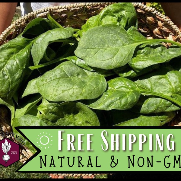 2,800 Spinach Seeds (Giant Noble) | Heirloom, Non-GMO, Easy To Grow Vegetable Gardening Seed Packet for Gardeners, Spinacia oleracea