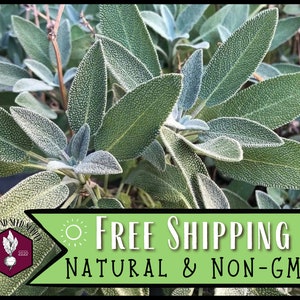 3,000 Broadleaf Sage Seeds | Heirloom, Non-GMO, Perennial Herb Gardening Seed Packet for Container Gardener, Sage Smudge, Salvia officinalis