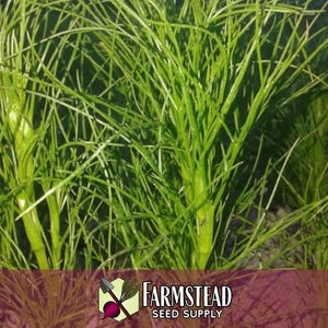 4,000 Cumin Herb Seeds | Non-GMO Herb Seed Packet, Container Herb Gardening, Indian Herbs for Planting, Cuminum cyminum zdjęcie 5