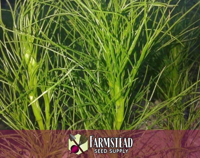 4,000 Cumin Herb Seeds | Non-GMO Herb Seed Packet, Container Herb Gardening, Indian Herbs for Planting, Cuminum cyminum zdjęcie 5