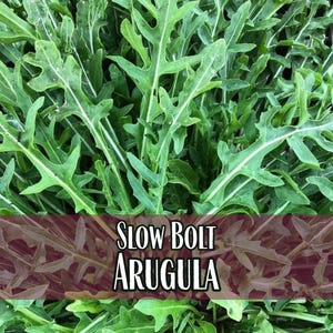 22,500 Arugula Seeds (Slow Bolt) | Heirloom, Non-GMO, Vegetable Gardening, Seed Packets, Easy To Grow Seeds, Eruca vesicaria sativa