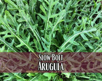 22,500 Arugula Seeds (Slow Bolt) | Heirloom, Non-GMO, Vegetable Gardening, Seed Packets, Easy To Grow Seeds, Eruca vesicaria sativa