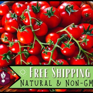 5,500 Large Red Cherry Tomato Seeds | Heirloom, Non-GMO, Vegetable Gardening Seed Packet, Homesteading, Salad Tomatoes, Solanum lycopersicum