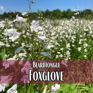 44,000 Foxglove 'Beardtongue' Seeds | Native Wildflower Seed for Perennial Flower Gardens, Pollinator Butterfly & Bees, Penstemon digitalis