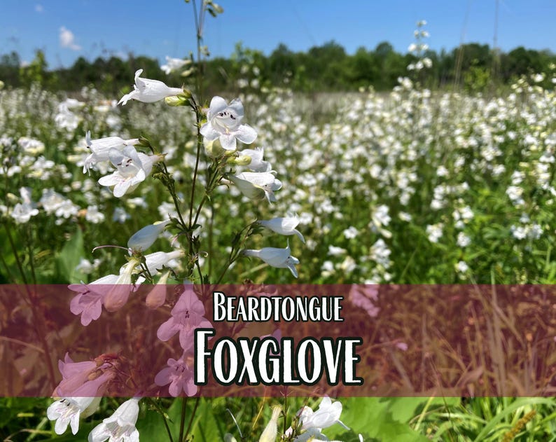 44 000 graines de Digitale 'Beardtongue' | Graine de fleurs sauvages indigènes pour jardins de fleurs vivaces, papillons pollinisateurs et abeilles, Penstemon digitalis image 1