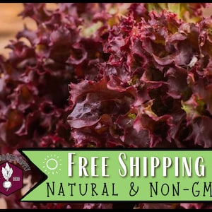 23,500 Lettuce Seeds (Red Salad Bowl) | Heirloom, Non-GMO, Vegetable Garden Seed Packet, Easy To Grow, Gardening for Kids, Lactuca sativa