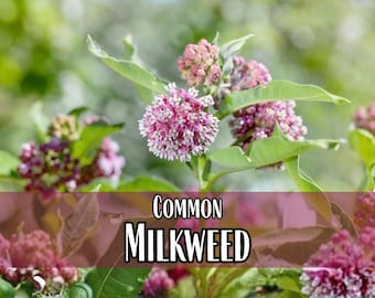 1,700 Common Milkweed Seeds | Monarch Butterfly Host Plant Seeds, Native Wildflower Garden for Pollinator Bee & Butterfly, Asclepias syriaca
