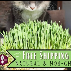 1,500 Wheatgrass / Catgrass Seeds | Non-GMO, Seeds for Growing Catgrass for Cats, Cat Food, Cat Toys, Juicing Wheatgrass for Humans & Animal