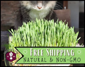1,500 Wheatgrass / Catgrass Seeds | Non-GMO, Seeds for Growing Catgrass for Cats, Cat Food, Cat Toys, Juicing Wheatgrass for Humans & Animal