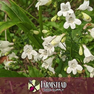 44 000 graines de Digitale 'Beardtongue' | Graine de fleurs sauvages indigènes pour jardins de fleurs vivaces, papillons pollinisateurs et abeilles, Penstemon digitalis image 2