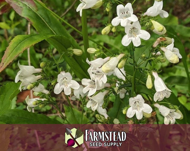 44 000 graines de Digitale 'Beardtongue' | Graine de fleurs sauvages indigènes pour jardins de fleurs vivaces, papillons pollinisateurs et abeilles, Penstemon digitalis image 2
