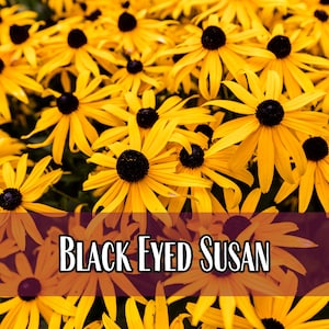 50,000 Black Eyed Susan Seeds | Native Wildflower Gardening Plant Seed for Flower Gardens, Pollinator Bees & Butterflies, Rudbeckia hirta