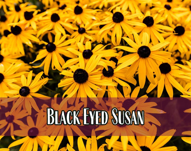 50,000 Black Eyed Susan Seeds | Native Wildflower Gardening Plant Seed for Flower Gardens, Pollinator Bees & Butterflies, Rudbeckia hirta image 1