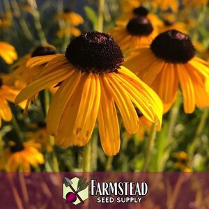50,000 Black Eyed Susan Seeds | Native Wildflower Gardening Plant Seed for Flower Gardens, Pollinator Bees & Butterflies, Rudbeckia hirta image 5