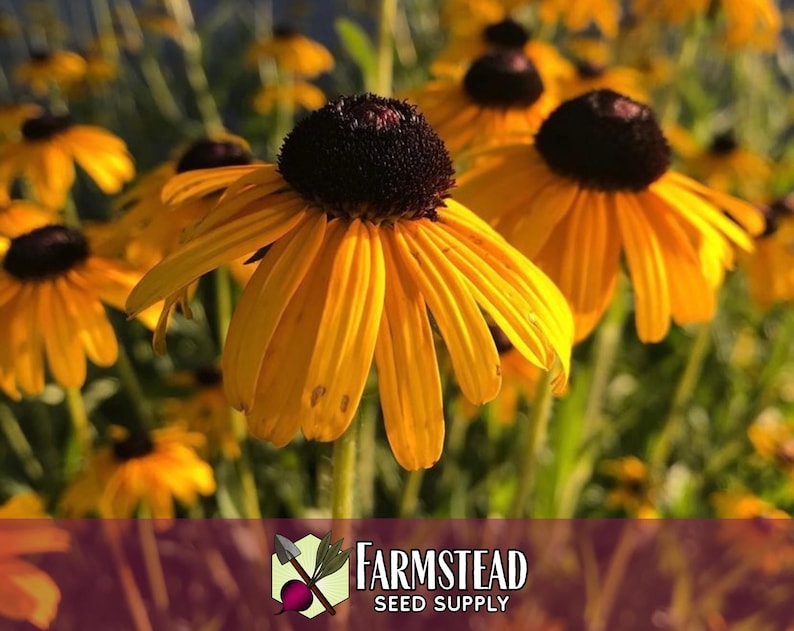 50,000 Black Eyed Susan Seeds | Native Wildflower Gardening Plant Seed for Flower Gardens, Pollinator Bees & Butterflies, Rudbeckia hirta image 5