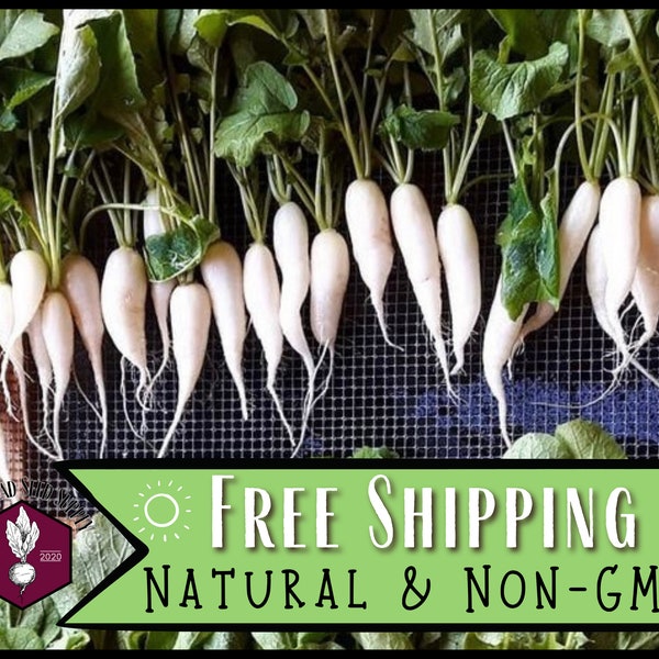 5,000 Radish Seeds (White Icicle) | Heirloom, Non-GMO, Vegetable Gardening Seed Packet for Gardeners, Homesteaders, Raphanus sativus