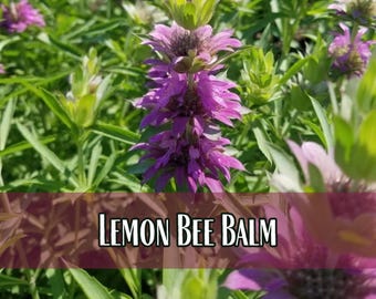29,300 Lemon Bee Balm Seeds | Herb Seed for Pollinator Butterflies & Bees, Wildflower Gardening, Flower Seed, Monarda citriodora, Lemon Mint