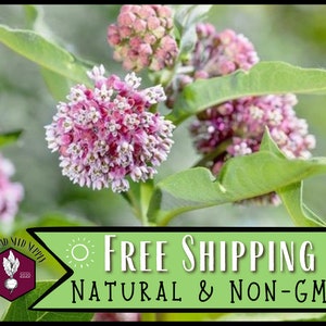 1,700 Common Milkweed Seeds | Monarch Butterfly Host Plant Seeds, Native Wildflower Garden for Pollinator Bee & Butterfly, Asclepias syriaca